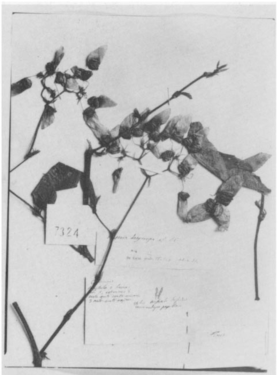 B. dasycarpa